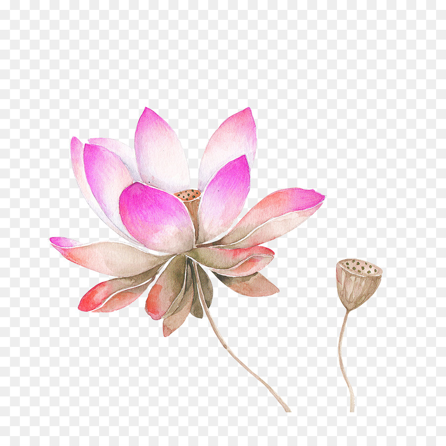 900x900 Nelumbo Nucifera Watercolor Painting Drawing Flower Sketch - Pink Flower Sketch