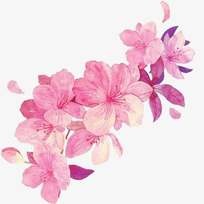 650x651 Sketch Of Pink Flowers, Rendering, Red, Traditional Chinese - Pink Flower Sketch
