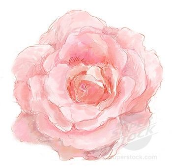 350x340 Until The Very End. Illustrations Flower Sketches - Pink Flower Sketch