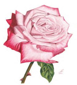 250x275 How To Draw Flowers Free Flower Drawing Guide Art - Pink Rose Sketch