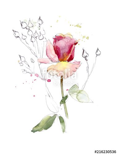 382x500 Pattern From Pink Rose. Wedding Drawings. Watercolor Painting - Pink Rose Sketch
