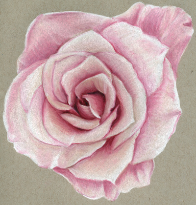 400x420 Pink Rose Sketch On Behance - Pink Rose Sketch