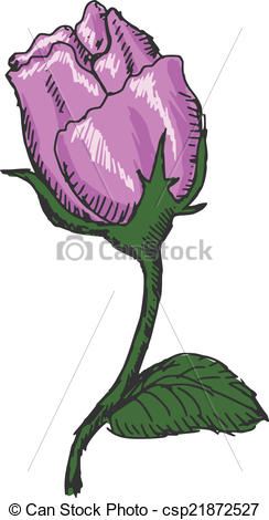 244x470 Pink Rose. Hand Drawn, Sketch Illustration Of Rose. - Pink Rose Sketch