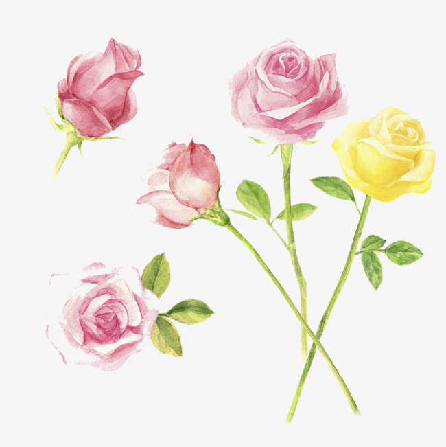 650x651 Rose Sketch, Rose Clipart, Rose Illustrator, Watercolor Png Image - Pink Rose Sketch