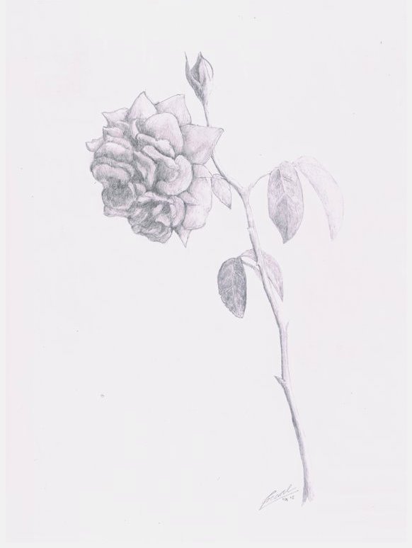 582x774 Say It With Pink Rose (Sketch) Steemit - Pink Rose Sketch