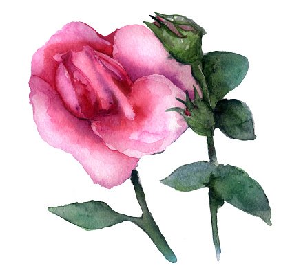 437x393 Watercolor Sketch A Pink Rose Bud On White Background Premium - Pink Rose Sketch