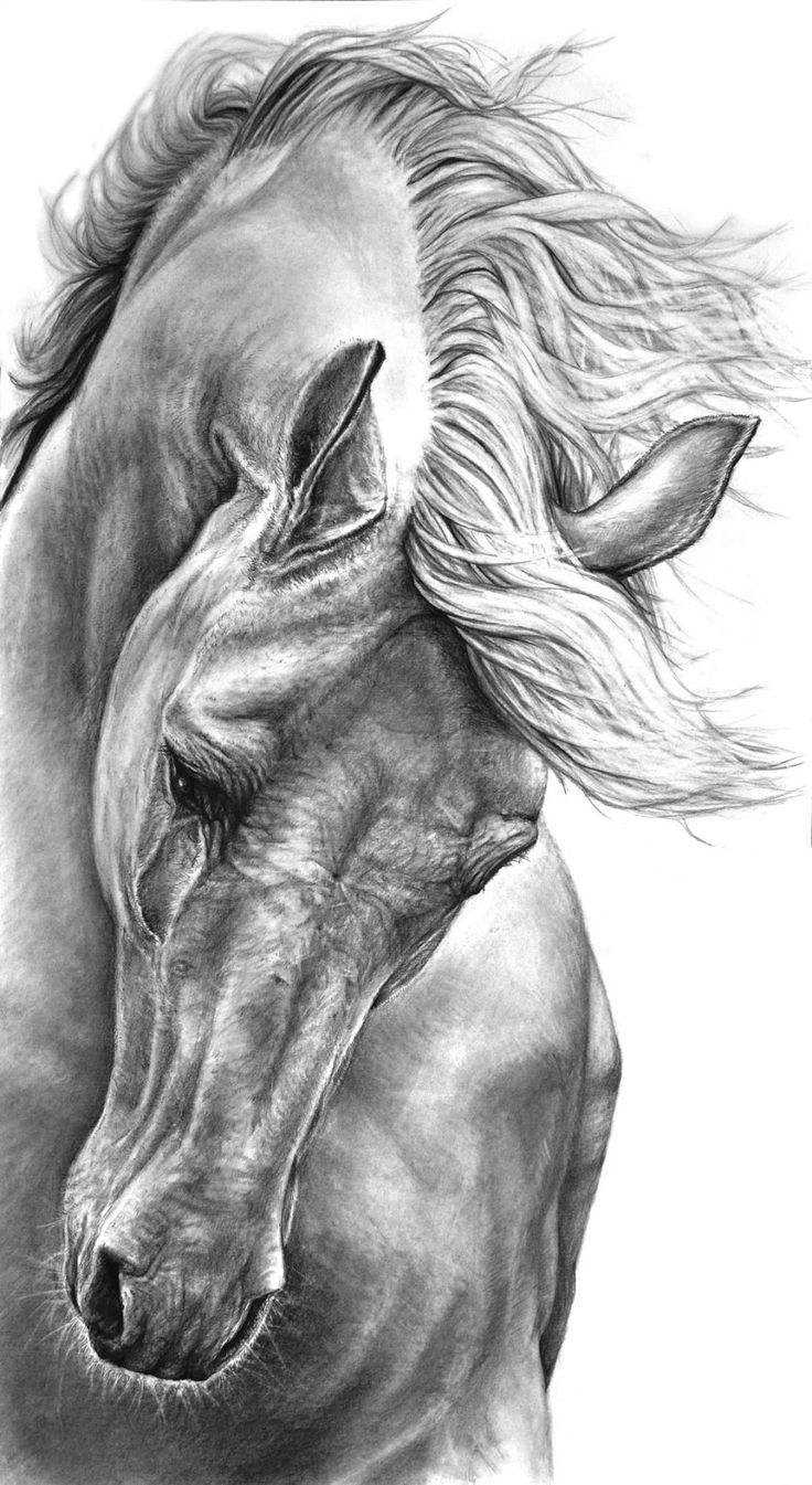 736x1345 Pencil Sketch Horse Best Horse Sketch Ideas - Pinterest Sketch Ideas