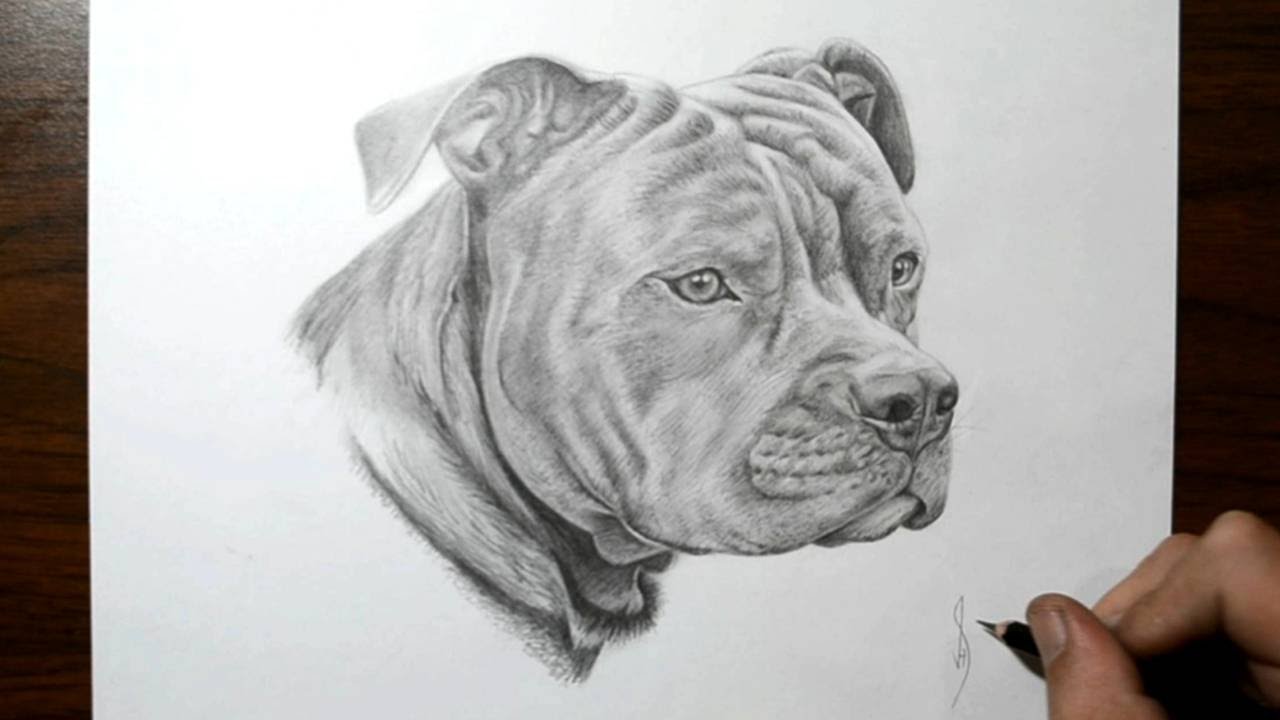 1280x720 How To Draw A Dog - Pit Sketch