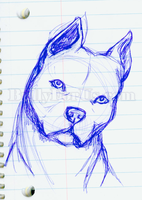 462x650 Pit Bull Sketch 1 My First Serious Attempt - Pit Sketch