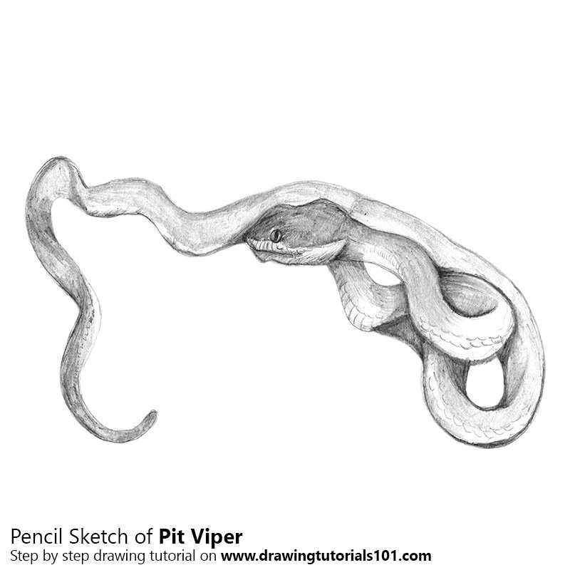 800x800 Pit Viper Pencil Drawing - Pit Sketch