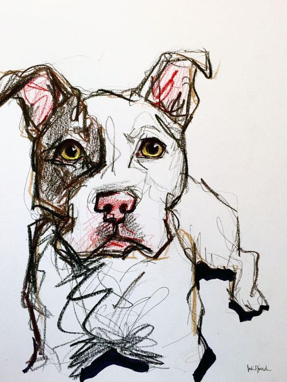 564x750 Pit Bull Pet Portrait Sketch Art Sketches - Pit Sketch