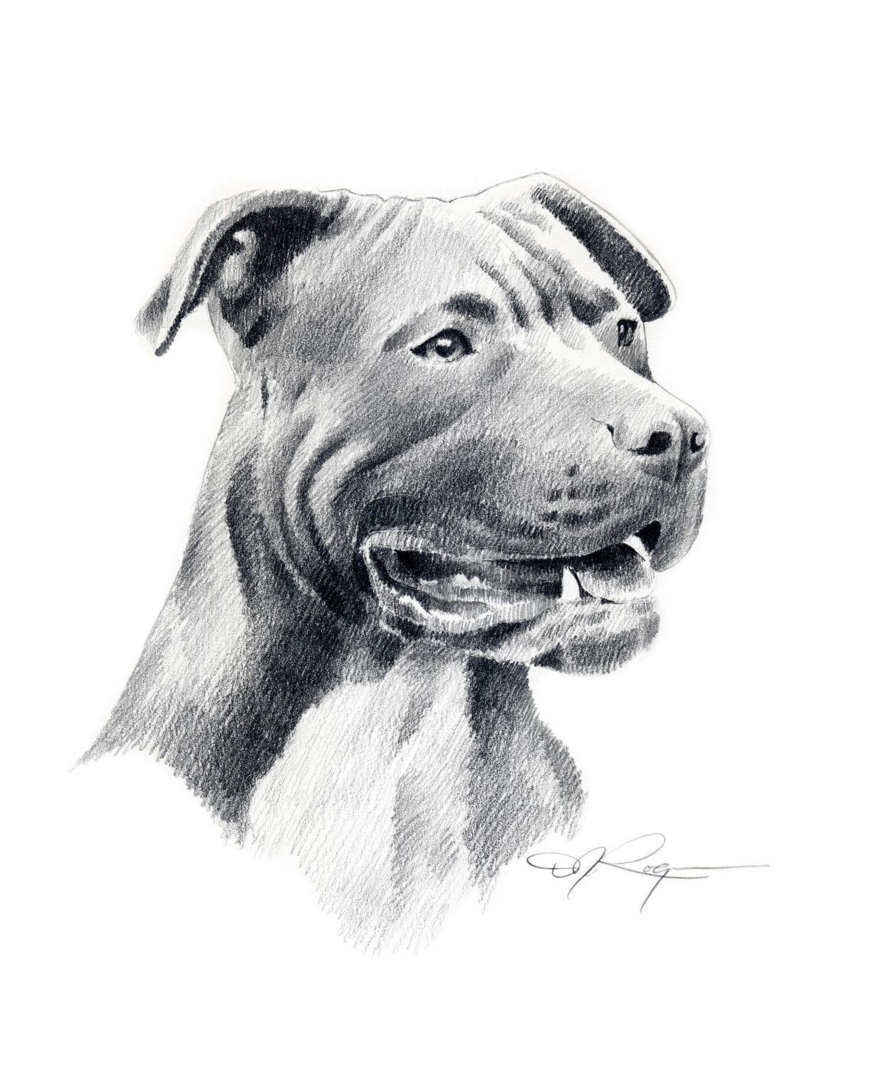 Pitbull Dog Sketch at Explore collection of