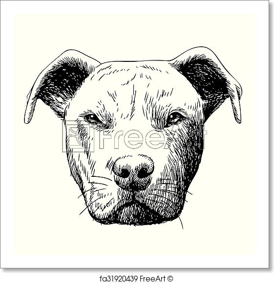 561x581 Free Art Print Of Freehand Sketch Illustration Of Pitbull Dog - Pitbull Dog Sketch
