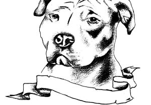 300x210 Pencil Drawings Of Pitbulls Black And White Pitbull Dog Face - Pitbull Dog Sketch
