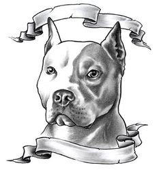 236x249 Pin By Alexandra Terry On To Go Drawings - Pitbull Dog Sketch