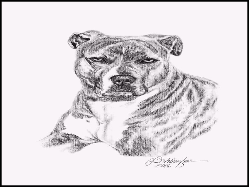 Pitbull Dog Sketch at PaintingValley.com | Explore collection of ...