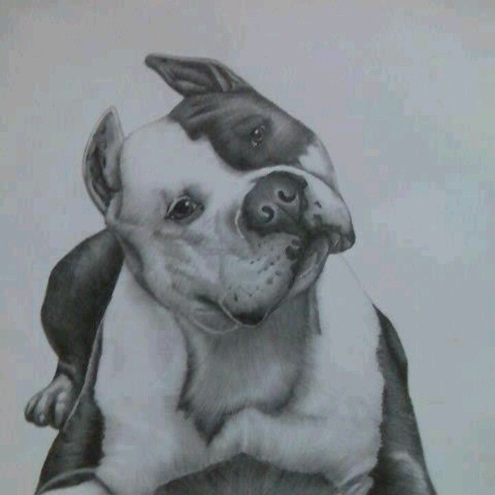 720x720 Pitt Bull Beautiful Dogs Pitt Bulls, Pit - Pitbull Dog Sketch