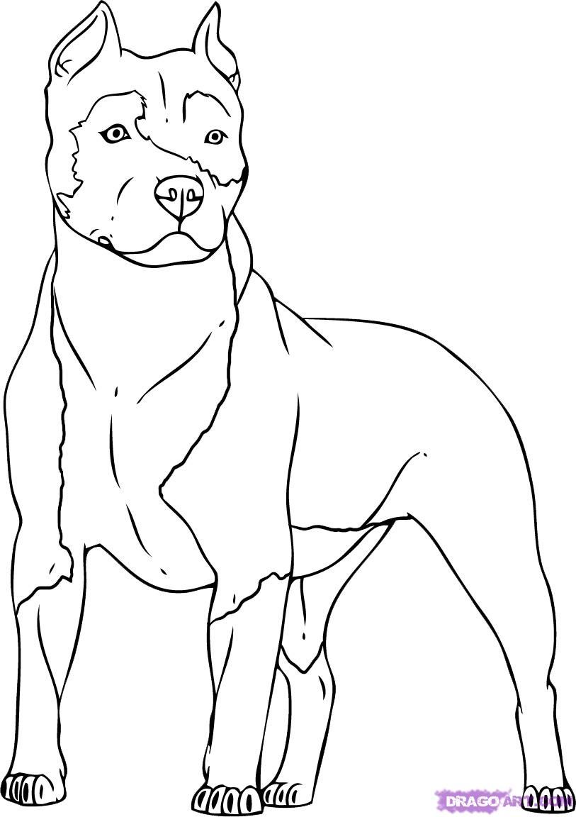 813x1152 Dog Color Pages Printable Coloring Pages Puppies Pitbull Dogs - Pitbull Dog Sketch