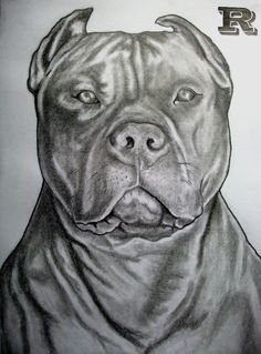 236x319 American Pit Bull Terrier Dog Art Print By Artist Dj Rogers In - Pitbull Dog Sketch