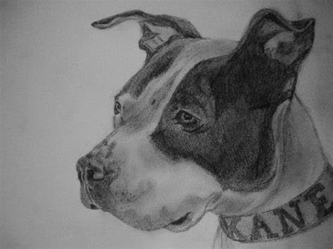 474x354 Pitbull Dog Drawings In Pencil. Dog Drawing Pitbull Drawing Ideas - Pitbull Sketch