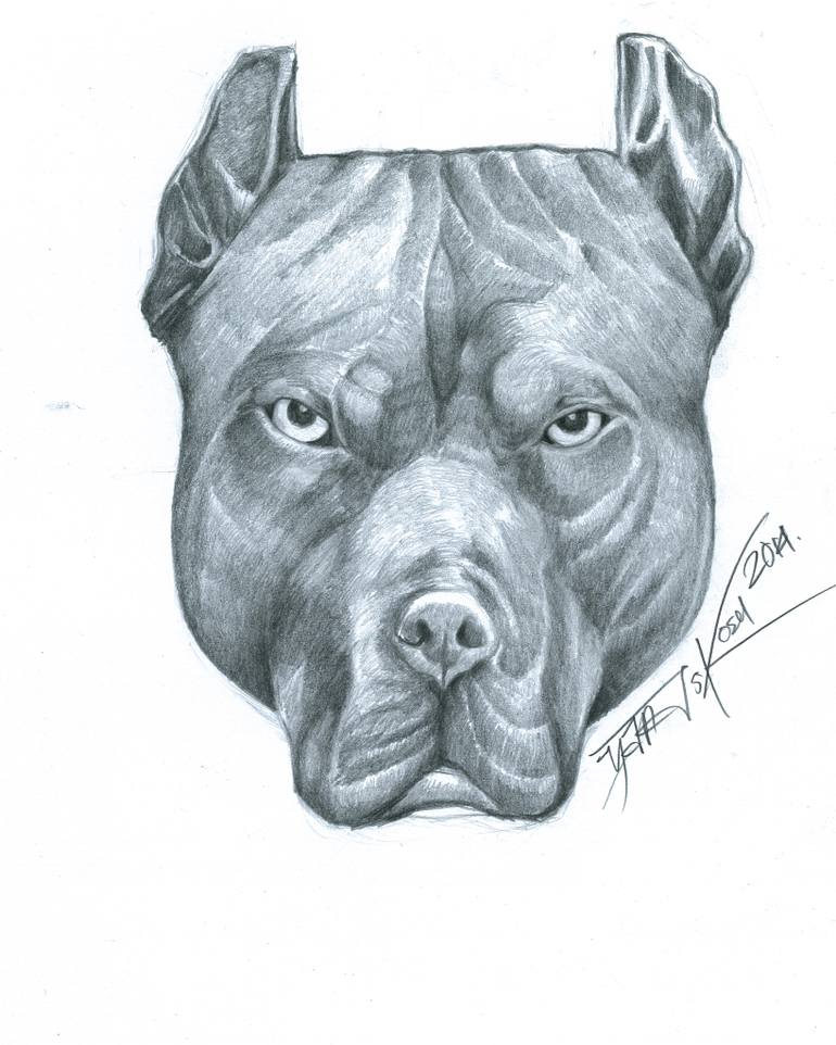 Pitbull Sketch at PaintingValley.com | Explore collection of Pitbull Sketch