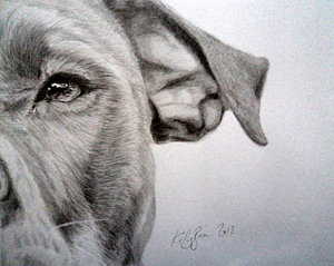300x239 Pitbull Drawings Fine Art America - Pitbull Sketch