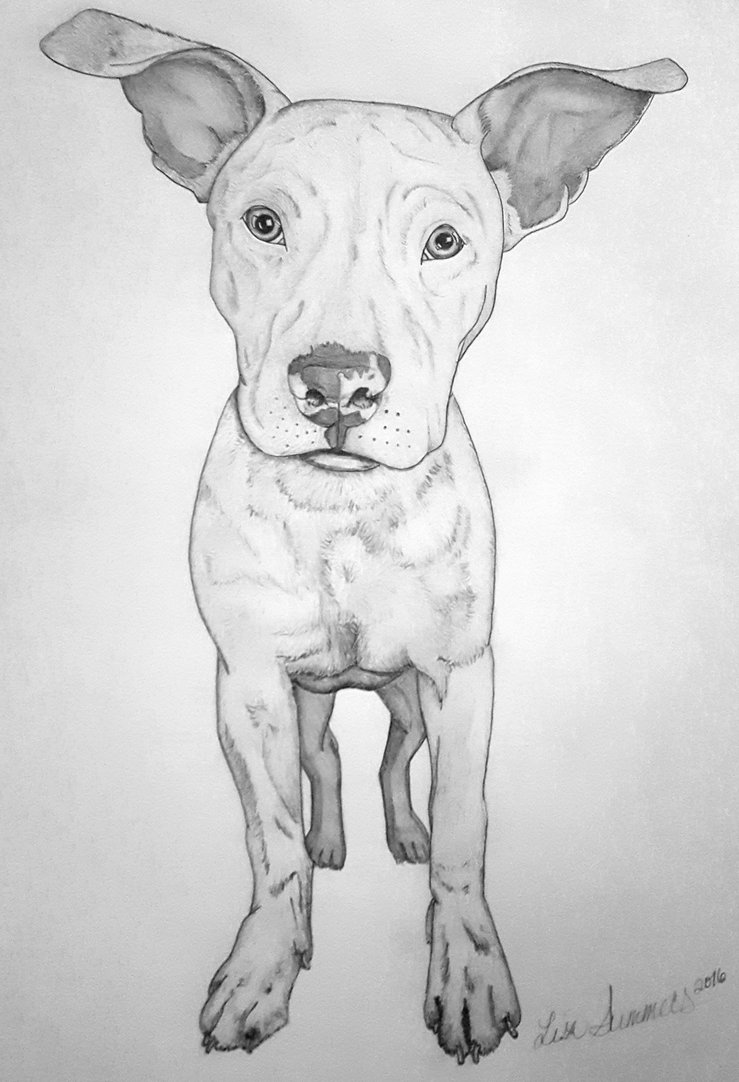 739x1082 Pitbull Sketch By Kissmez - Pitbull Sketch
