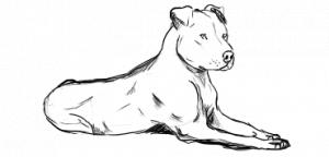 300x144 Pitbull Silhouette Clipart - Pitbull Sketch
