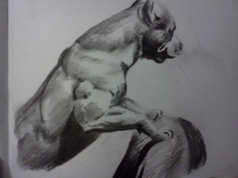 800x600 Pitbull Sketch By Giftieat - Pitbull Sketch