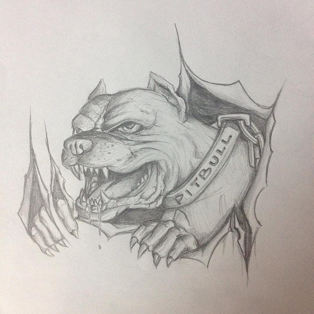 1024x1024 Pitbull Sketch For Our Next Project On A Harley Tank. - Pitbull Sketch
