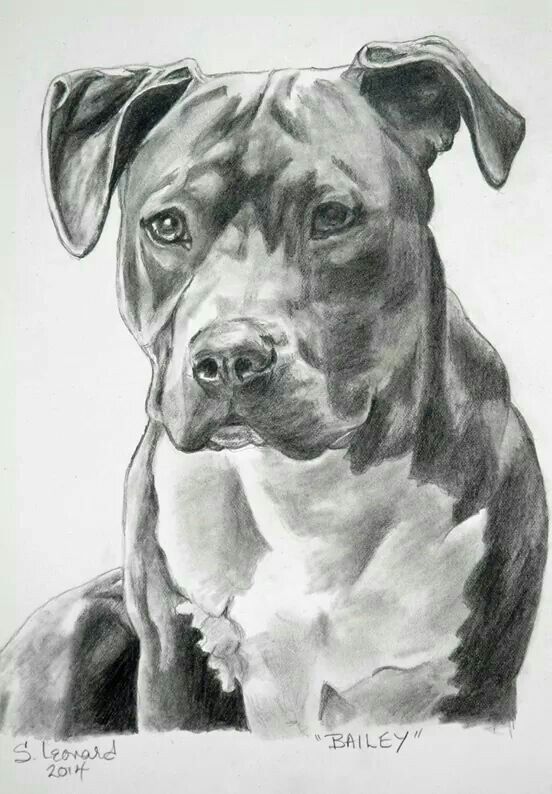 552x794 Sketch Of A Pitbull Pitbulls Drawings, Art And Dog Art - Pitbull Sketch