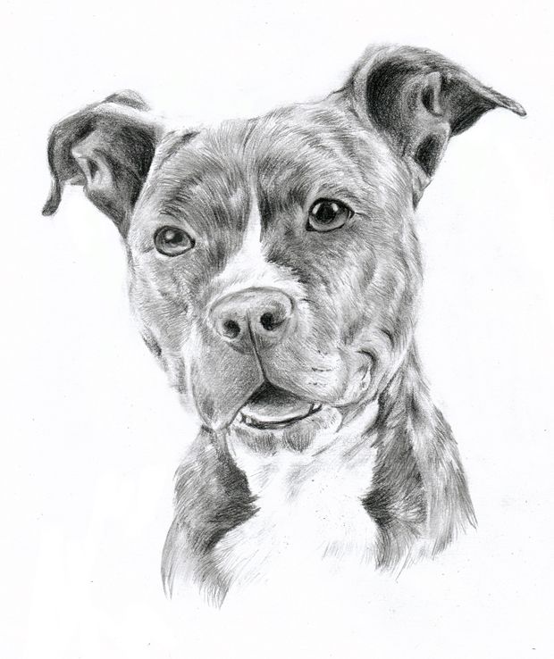 620x738 Drawing Pit Bulls Pitbull By Oocherrytheberryoo Clip Art - Pitbull Sketch
