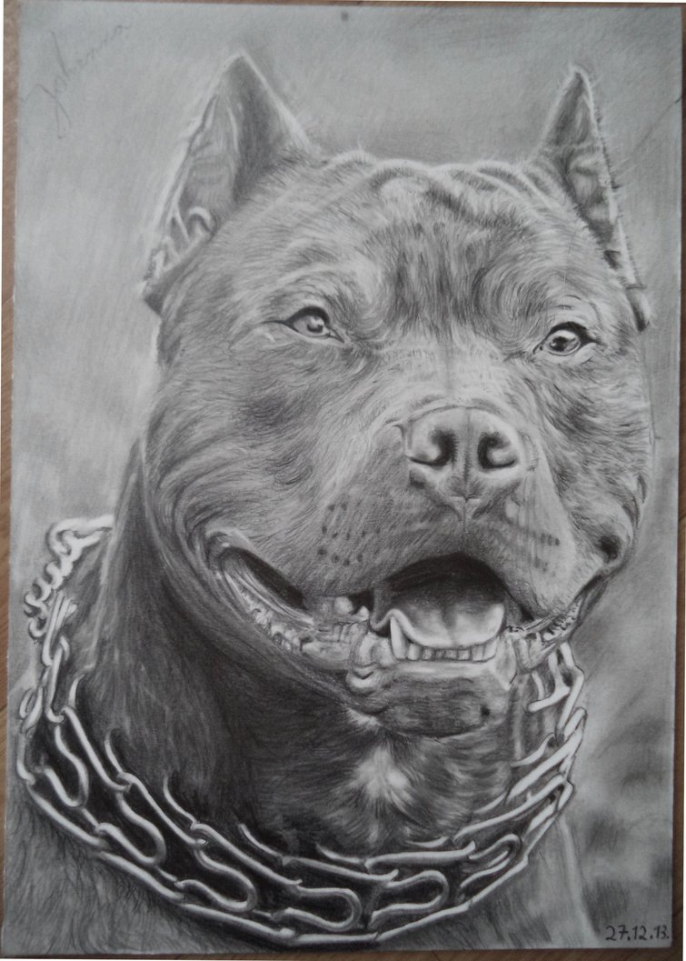 755x1057 Drawing Of A Pitbull By Valyanna8361 - Pitbull Sketch
