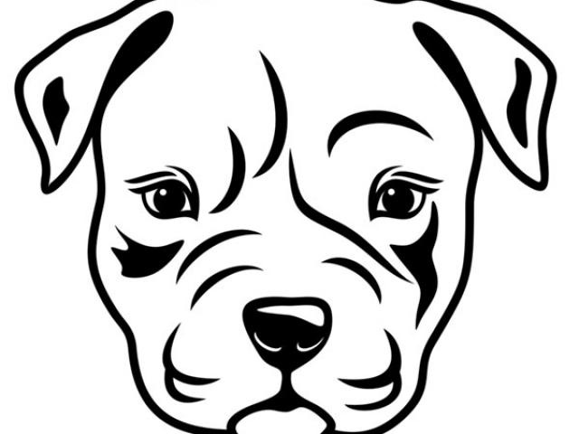 640x480 Drawn Pitbull Sketch 5 - Pitbull Sketch