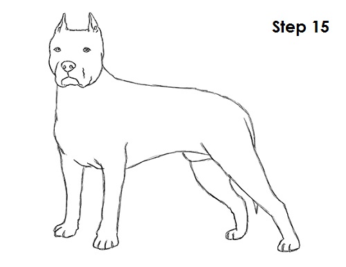 500x386 Drawn Pitbull Pitbull Dog - Pitbull Sketch