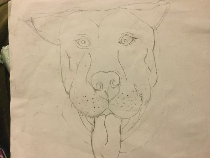 670x503 How To Draw A Pitbull (With Pictures) - Pitbull Sketch Art