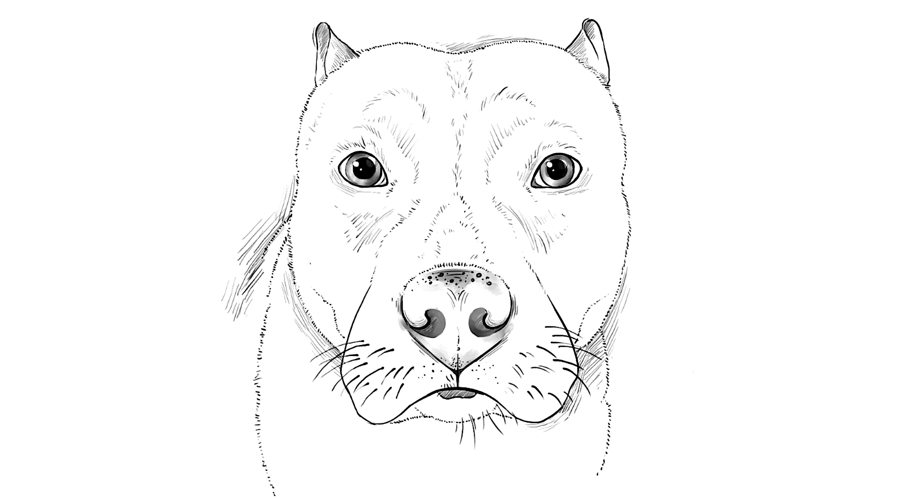 2984x1650 How To Draw A Pitbull Dog - Pitbull Sketch Art