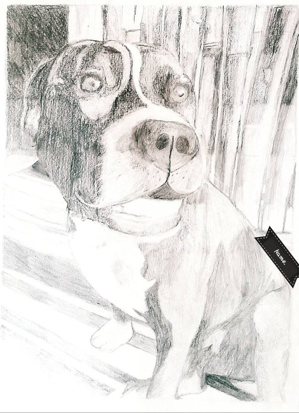 600x828 Pitbull Sketch Drawing Art Class Assignment By Ditzo0w0 On - Pitbull Sketch Art