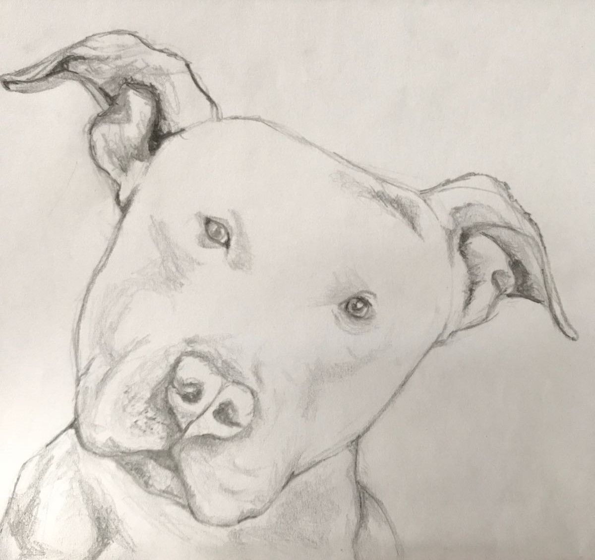1200x1129 Pitbull (Jessica - Pitbull Sketch Art
