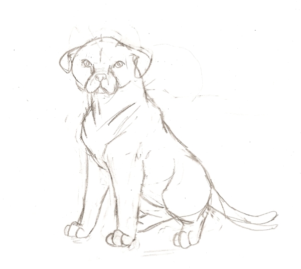 600x537 Pitbull Sketch By Moonface1994 - Pitbull Sketch Art