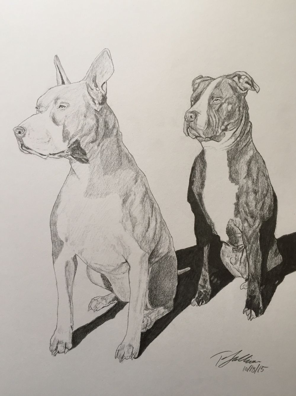 1000x1334 Commission - Pitbull Sketch Art