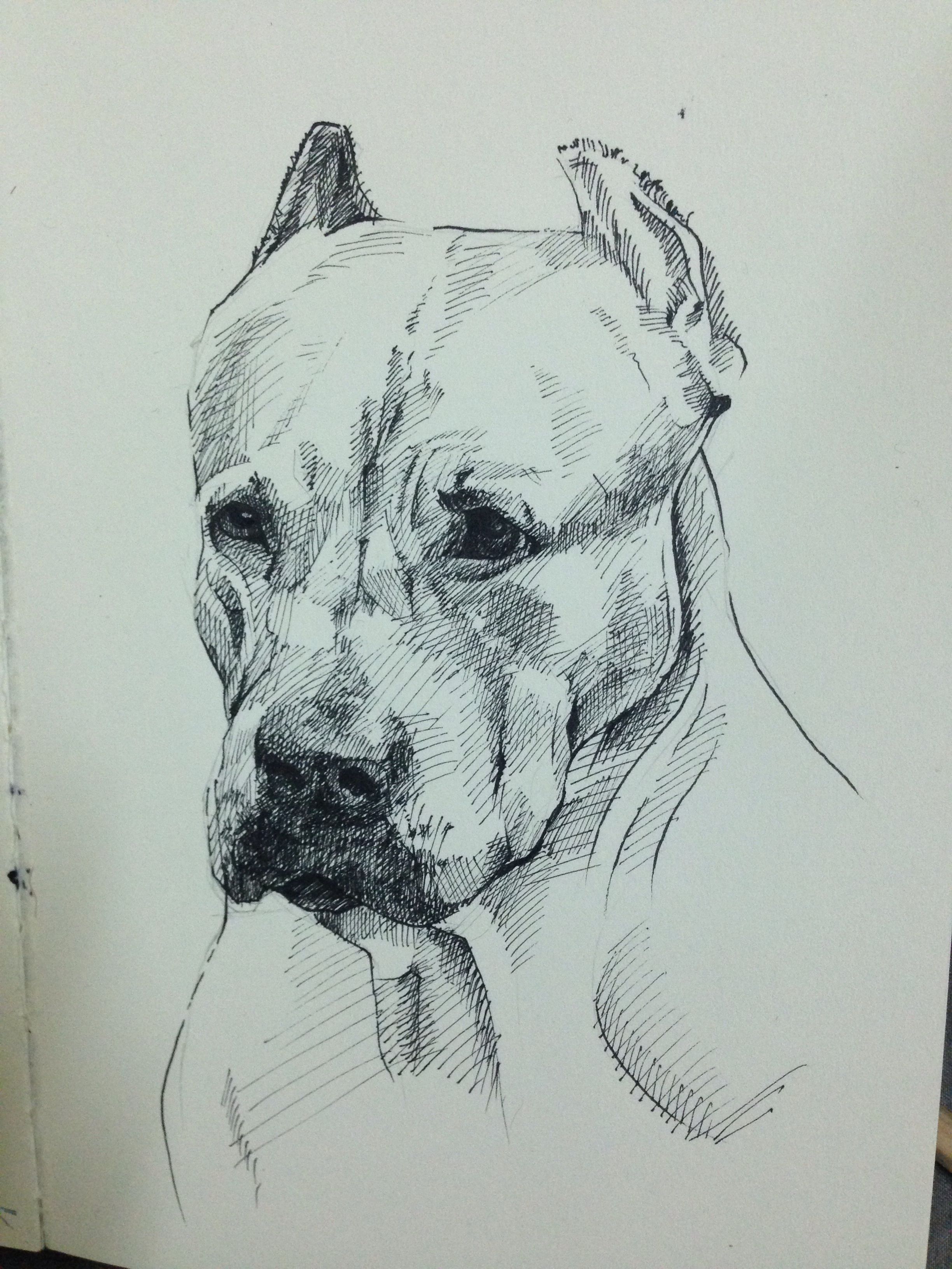 2448x3264 Pitbull Drawing Drawings, Art And Art Drawings - Pitbull Sketch Art