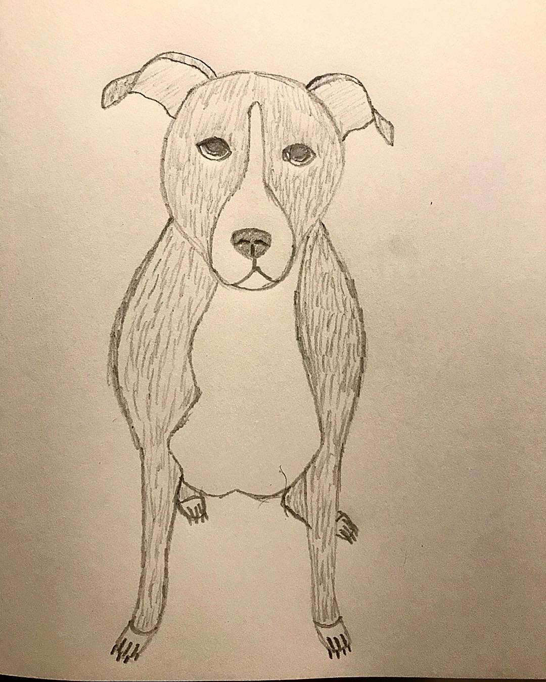 1080x1348 Pitbullsketch - Pitbull Sketch Art