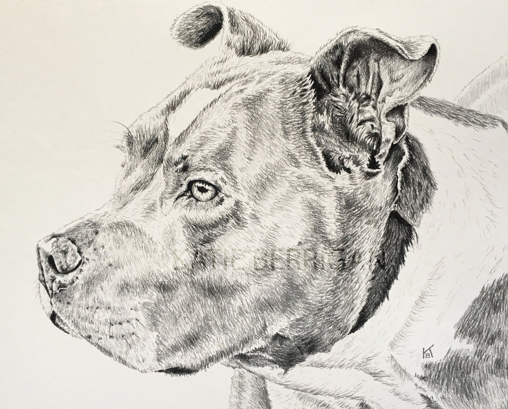 1000x806 Animal Portraits K. Berrigan Art - Pitbull Sketch Art