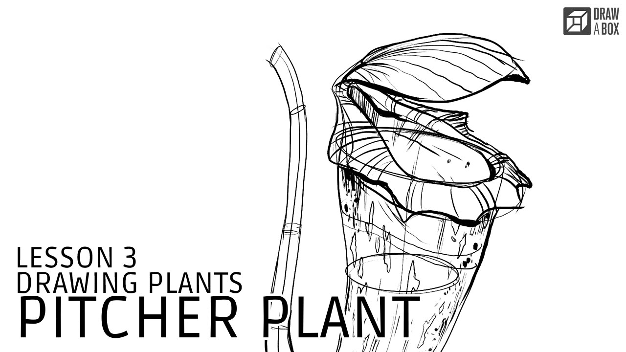 1280x720 Lesson 3 Pitcher Plant Demo - Pitcher Sketch