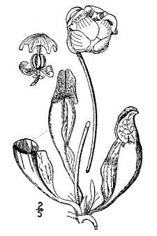 225x338 Sarracenia - Pitcher Sketch