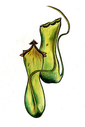 336x500 Pitcher Plants 1 The First Of Several Sketches Done After - Pitcher Sketch