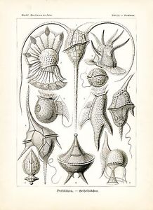 218x300 Plankton Drawing Marine Science Ernst Haeckel Scientific - Plankton Sketch