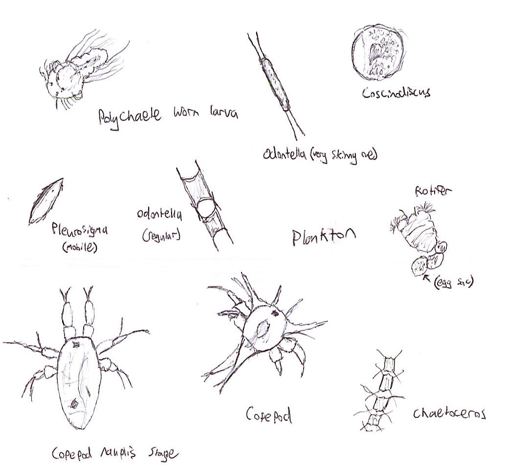 1035x962 Plankton Sketches By Frenotx - Plankton Sketch
