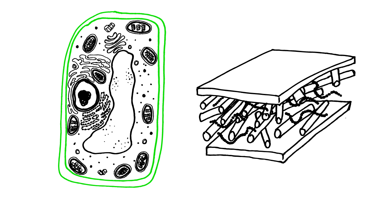 1240x669 How To Draw A Plant Cell - Plant Cell Sketch